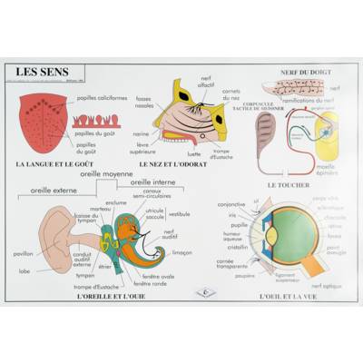 Carte plastifiée sur le corps humain (L'excrétion / Les sens)