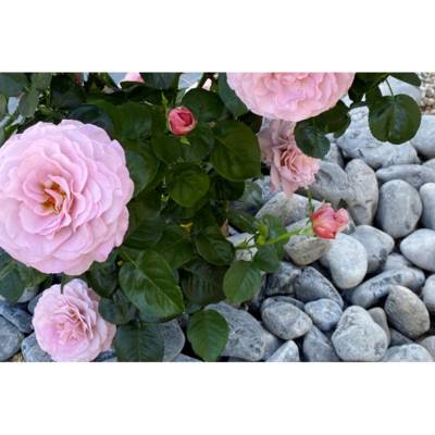 Galet 30/60 mm noir mat - filet de 20 kg - Gedimat