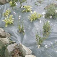 Toile de paillage WEEDSOL - 100 x 2,10 m - Gedimat - NORTENE
