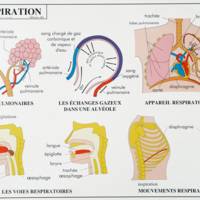 Carte plastifiée sur le corps humain (Le système nerveux / La