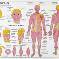 Carte plastifiée sur le corps humain (squelette/ Les muscles) – Ulmann