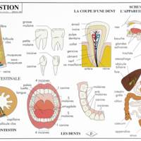 Carte plastifiée sur le corps humain (La circulation du sang / La – Ulmann