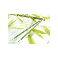 Lot de 3 Crayons Graphite 100% FSC  bout gomme HB