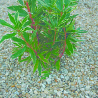 Gravier roulé 5/15 mm champagne - sac de 25 kg - Gedimat