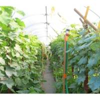 Serre Tunnel Professionnelle Flandre – Serres Tonneau