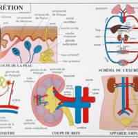 Carte plastifiée sur le corps humain (L'excrétion / Les sens)
