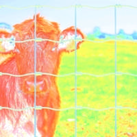 Grillage noué galvanisé maille 15 cm - Gedimat