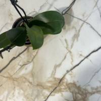 Plateau de table rond Marbre Calcuta & laiton - RestooTab